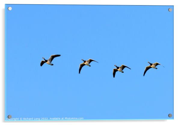 Flight of four Barnacle Geese  Acrylic by Richard Long