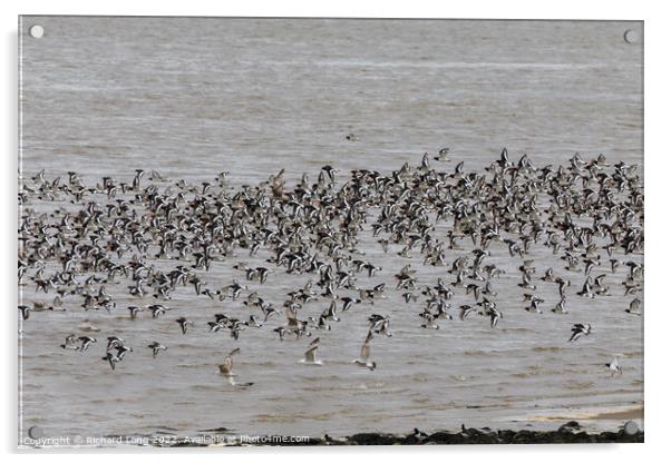 Large flock of Oyster Catchers Acrylic by Richard Long