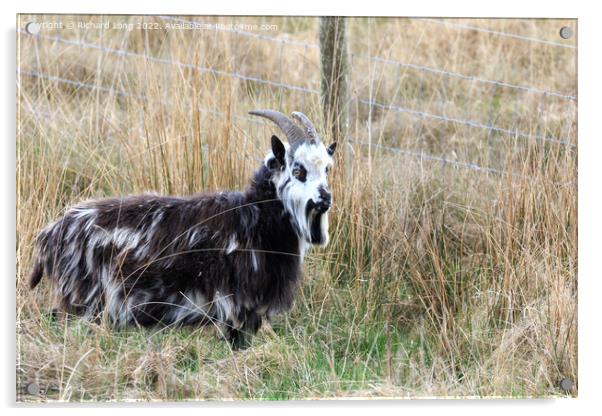 Wild Goat Acrylic by Richard Long