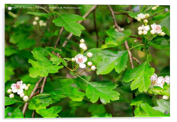 Hawthorn flower Acrylic by Richard Long