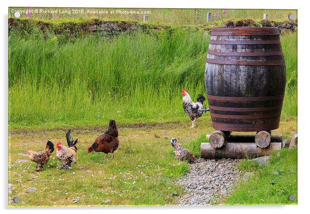 Farmyard Chickens  Acrylic by Richard Long