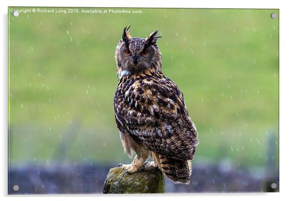 A European Eagle Owl Acrylic by Richard Long