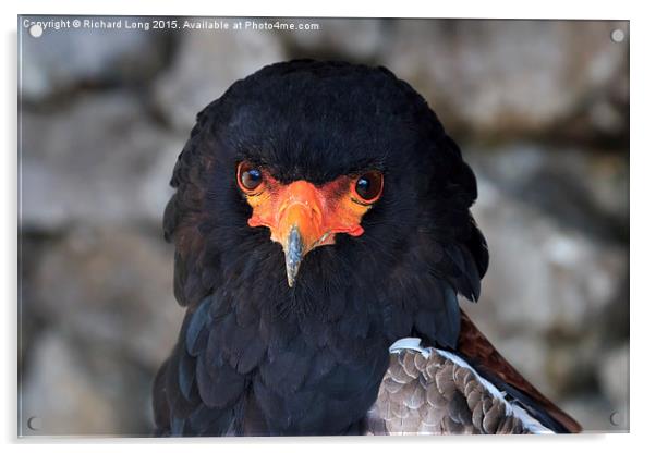 Portrait of a Bateleur Eagle Acrylic by Richard Long