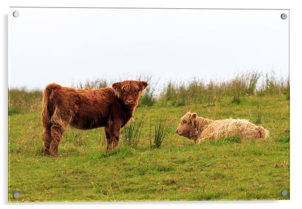  Two Highland calves on a Scottish hillside Acrylic by Richard Long