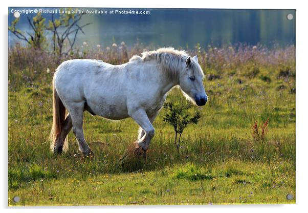  Sunlit White Stallion  Acrylic by Richard Long