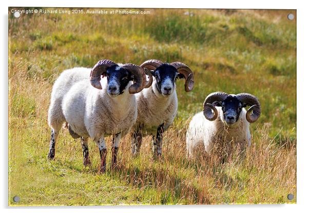 Three Scottish Black Faced Sheep Acrylic by Richard Long