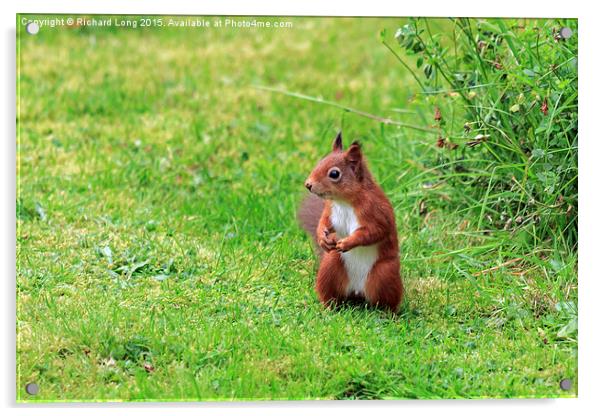   Alert Scottish Red Squirrel Acrylic by Richard Long