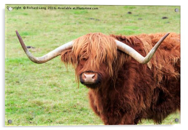 Highland cow with large horns Acrylic by Richard Long