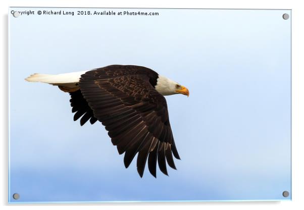 Bald Eagle in flight Acrylic by Richard Long