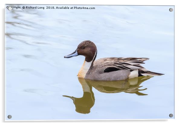 Northern Pintail duck Acrylic by Richard Long