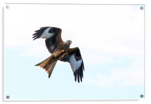 Red Kite ready to pounce Acrylic by Richard Long