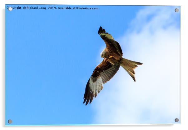 Red Kite poised to pounce Acrylic by Richard Long