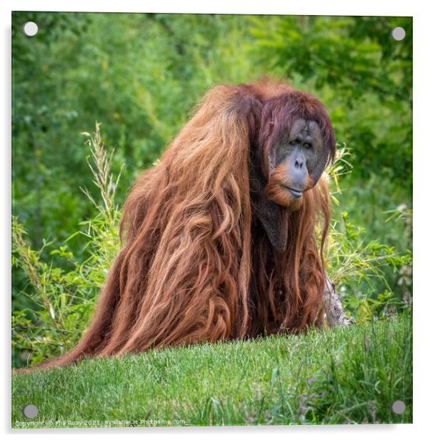 Sumatran Orangutan Acrylic by Phil Reay