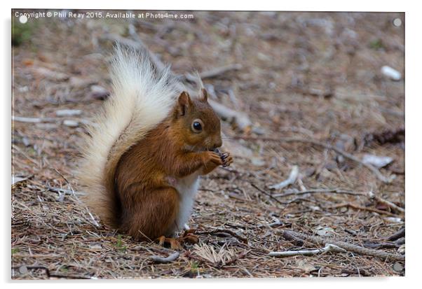  A red squirrel in the wild Acrylic by Phil Reay