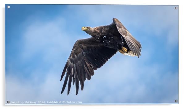 A white tailed Sea Eagle Acrylic by Phil Reay