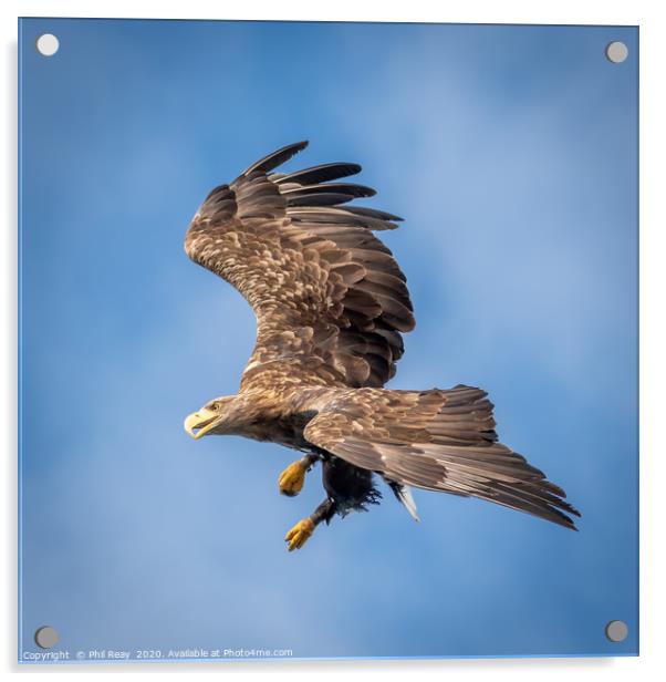 A White Tailed Sea Eagle Acrylic by Phil Reay