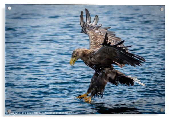 A White Tailed Sea Eagle Acrylic by Phil Reay