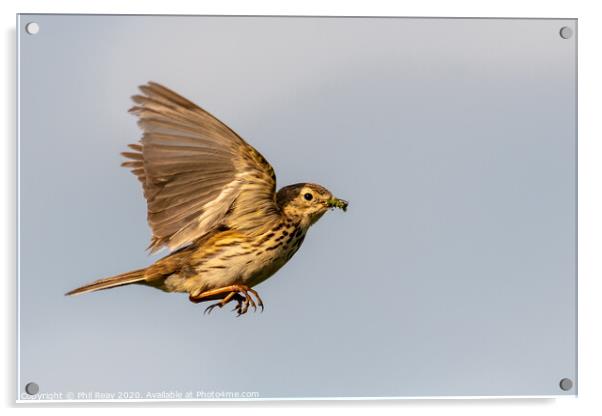 Meadow Pipet Acrylic by Phil Reay