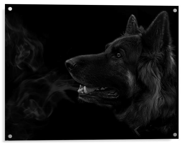  German shepherd dog. Acrylic by John Allsop
