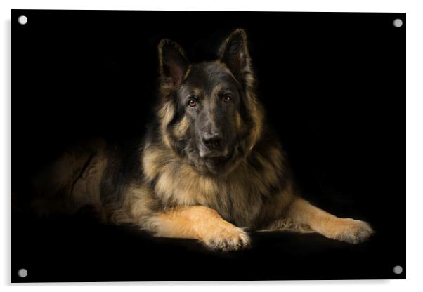 German shepherd dog Acrylic by John Allsop