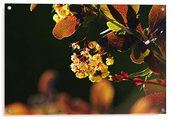 Sunny barberry bush Acrylic by Emilia Glazunova