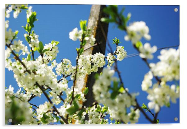  Blooming apple tree Acrylic by Emilia Glazunova