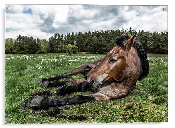  War Horse Acrylic by Sacha Hayward