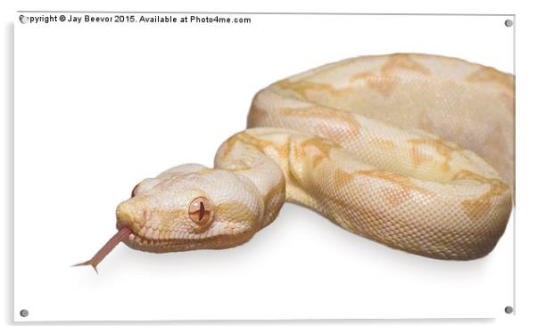  Albino Boa Constrictor snake Acrylic by Jay Beevor