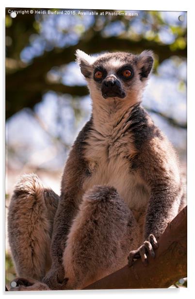  Ring tailed Lemur Acrylic by Heidi Burford