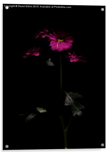 Chrysanthemum - Two Acrylic by Stuart Giblin