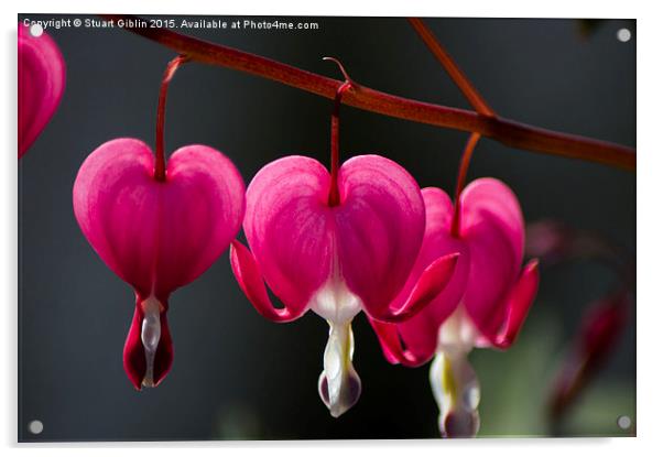 Bleeding Hearts Acrylic by Stuart Giblin