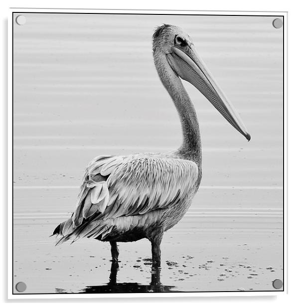  Pelican Acrylic by Christopher Brewell