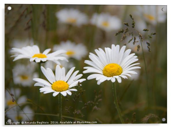 daisies in a field Acrylic by Amanda Peglitsis