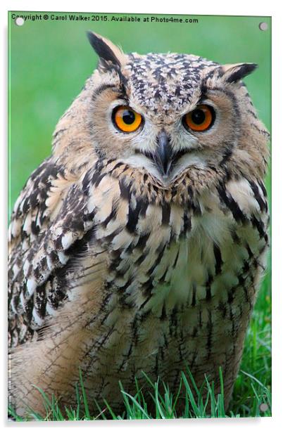  Eagle Owl Acrylic by Carol Walker