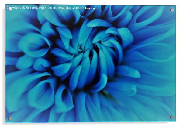 Blue Chrysanthemum Flower Acrylic by Robert Davies