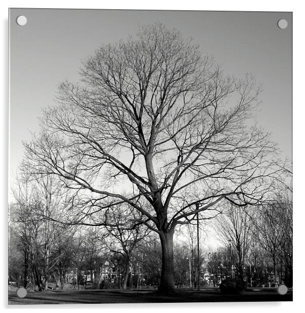 Maple Tree, Withrow Park, Toronto, Canada (Winter) Acrylic by Ian Small