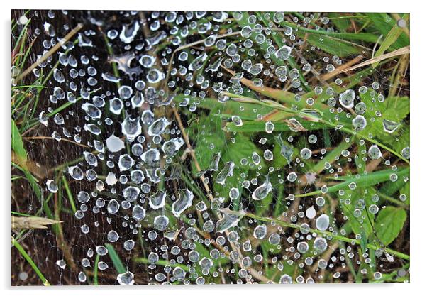  Water droplets on a spiders web Acrylic by Caroline Hillier