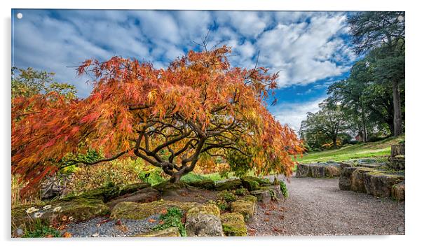 Autumn in Surrey Acrylic by Colin Evans