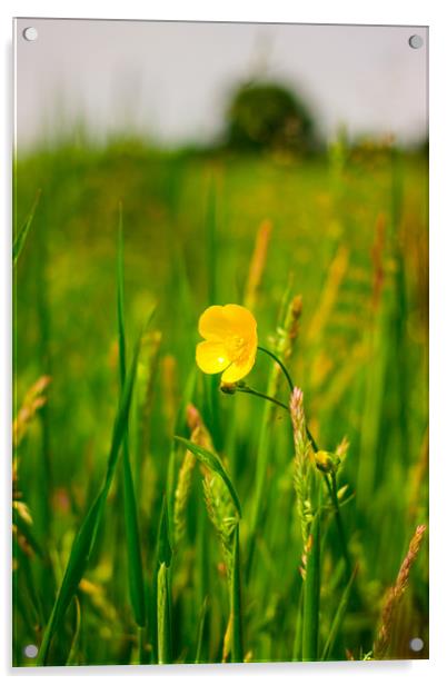 The Buttercup Acrylic by Michael South Photography