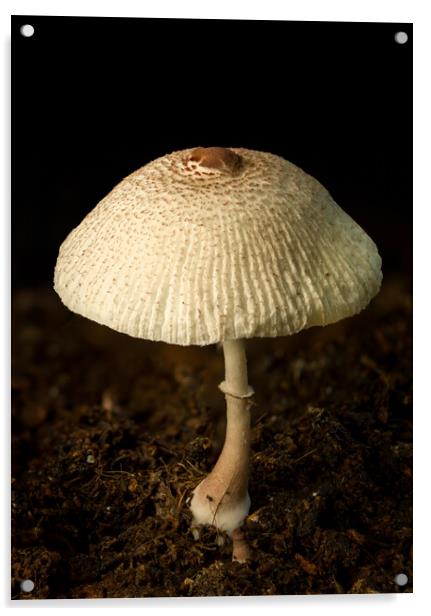 A close up of an mushroom Acrylic by Gary Schulze