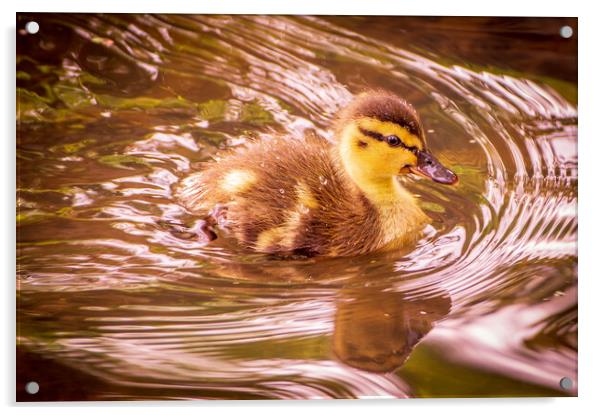 Duckling Acrylic by Gary Schulze
