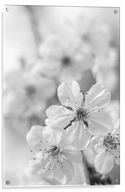  Cherry spring blossom Acrylic by Gary Schulze