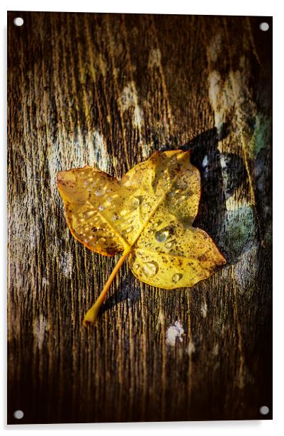 Autumn leaf Acrylic by Gary Schulze