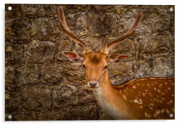 Fallow deer Acrylic by Gary Schulze
