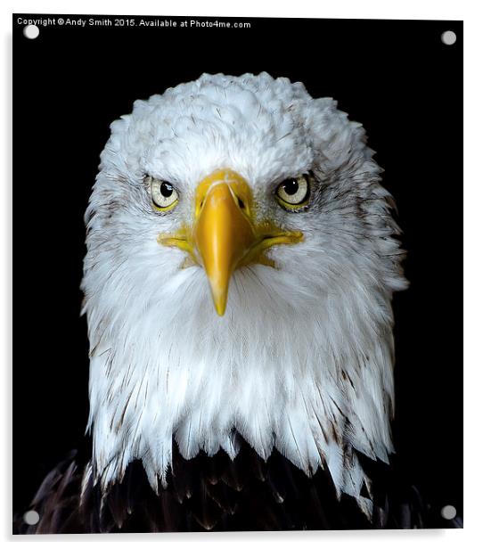  Portrait of a Bald Eagle Acrylic by Andy Smith