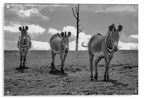  Trio of Zebras Acrylic by Andy Smith