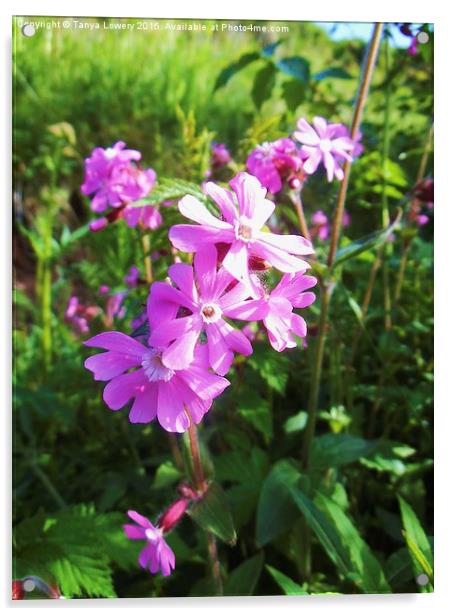  red campion flwers Acrylic by Tanya Lowery