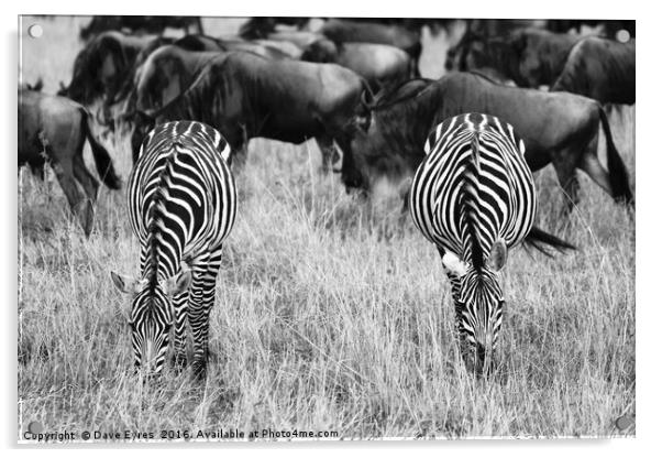 Grazing Zebra Acrylic by Dave Eyres