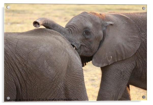 Elephant Calf Acrylic by Dave Eyres