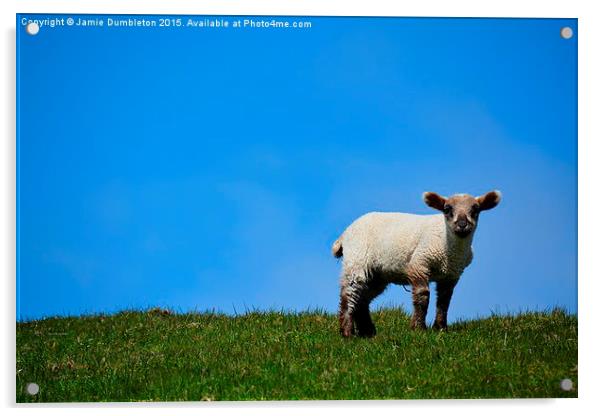  Lamb on Fair Isle Acrylic by Jamie Dumbleton